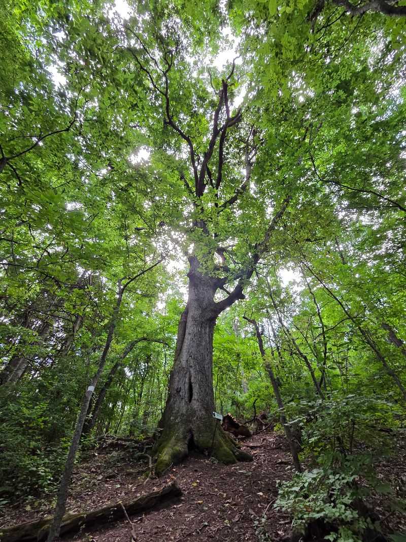 Three Hundred Acres Of Protected Middle Tennessee Wilderness