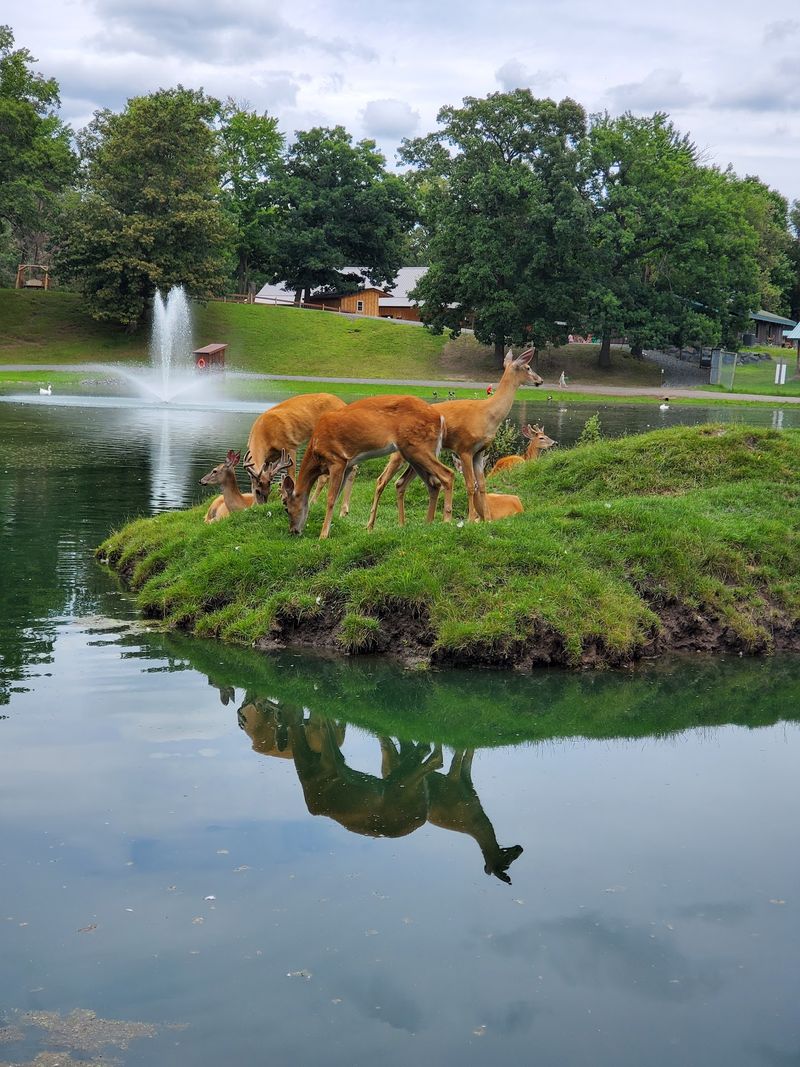 Free-Roaming Deer That Come Right To You