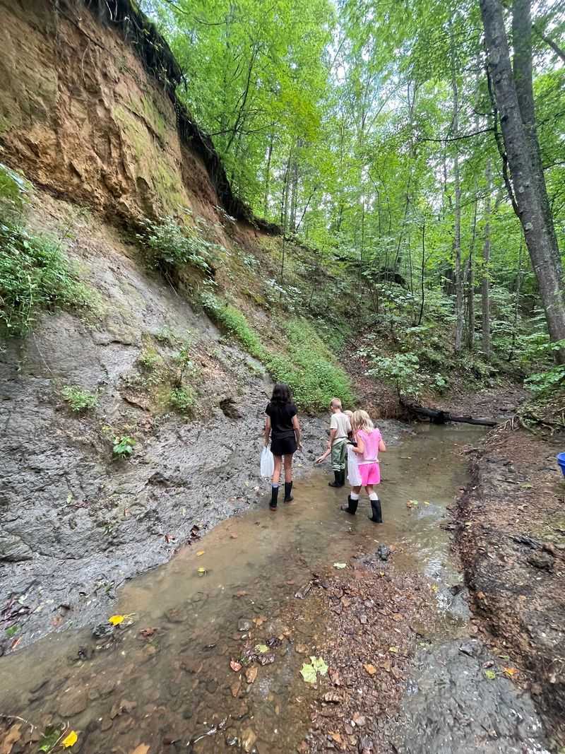 A Gray Clay Creek Bank in McNairy County