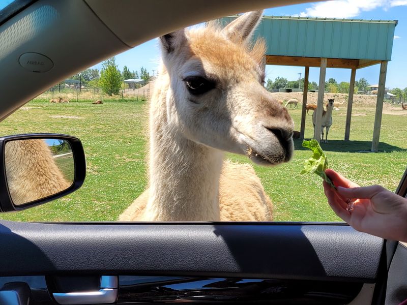 The Drive-Thru Safari That Turns Your Car Into A Snack Bar