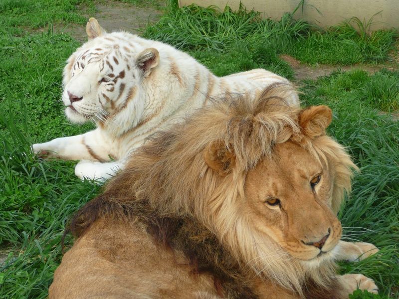 Sleeping Steps Away From Lions And Tigers