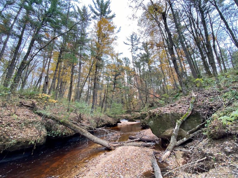 Why Autumn Turns These Woods Into An Outdoor Concert Hall