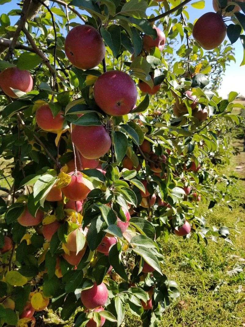Picking Your Own Apples Straight From The Tree