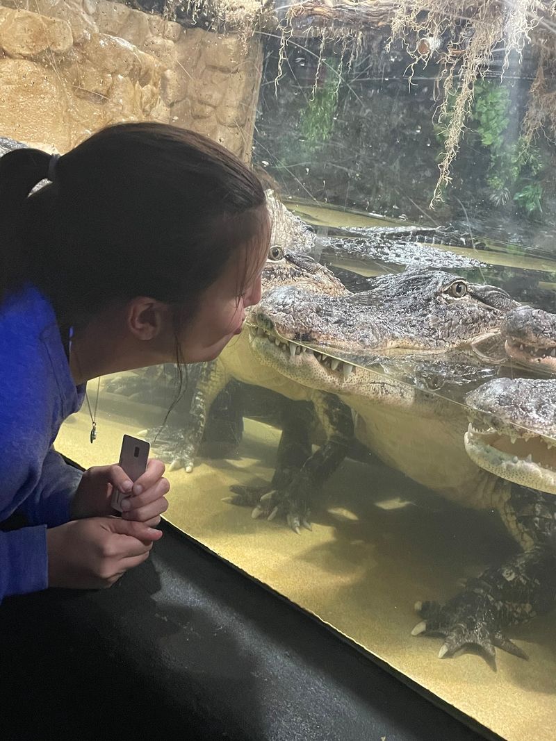 Come Face To Face With Alligators Behind The Glass
