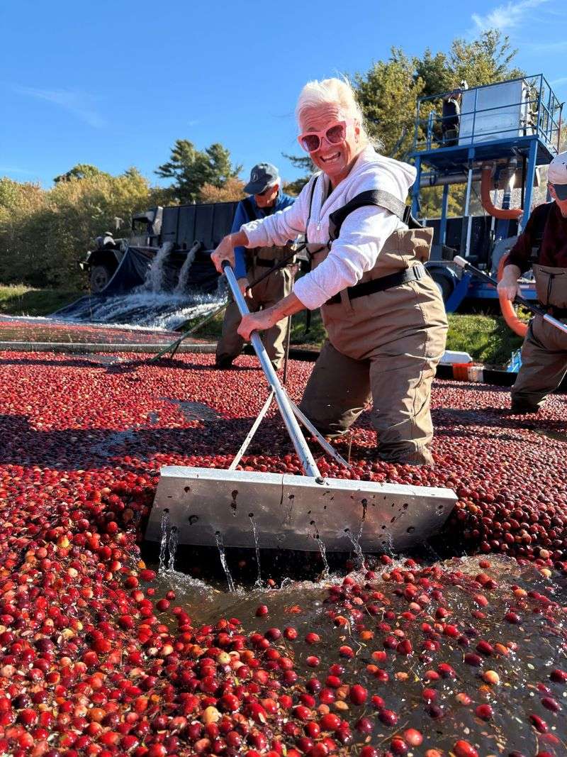 Chest Waders And A Sea Of Floating Red Berries