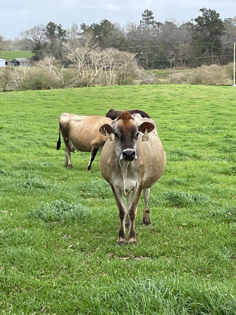 Jersey Cows On Green Grass