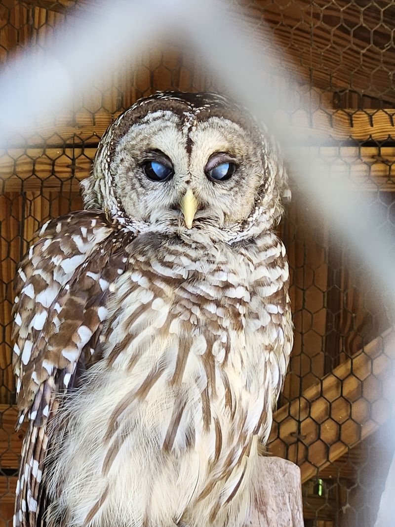 Meet The Wildlife Ambassadors Living Near The Entrance