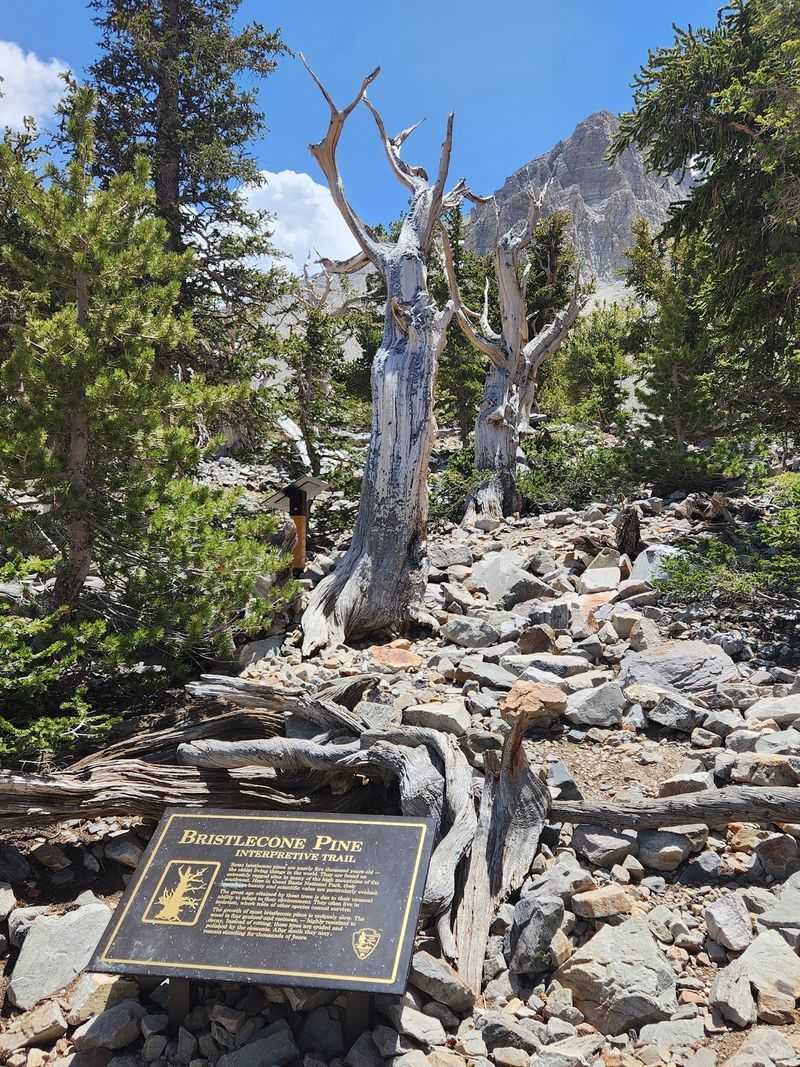 Trailside Plaques That Read Like a Timeline