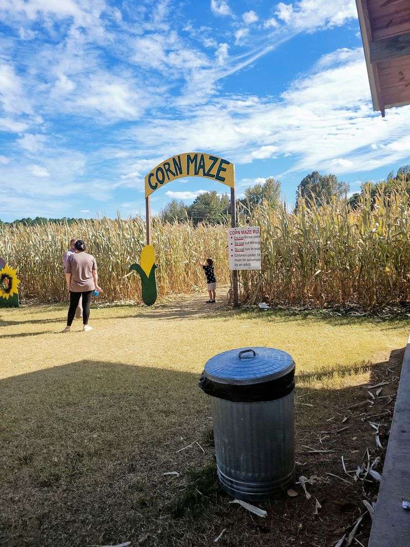 Corn Maze Wanderings And Pumpkin Picking