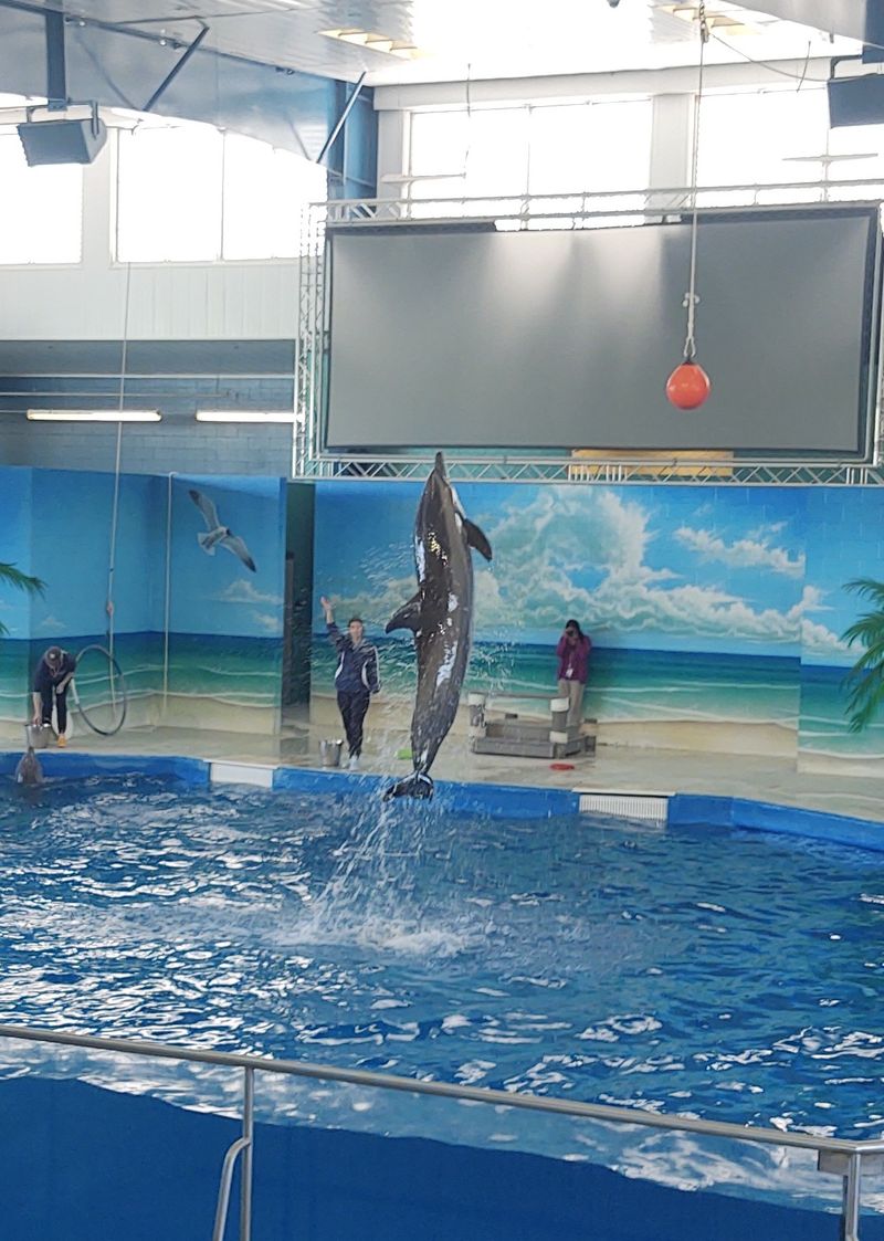 Dolphin And Sea Lion Demonstrations On A Rolling Schedule