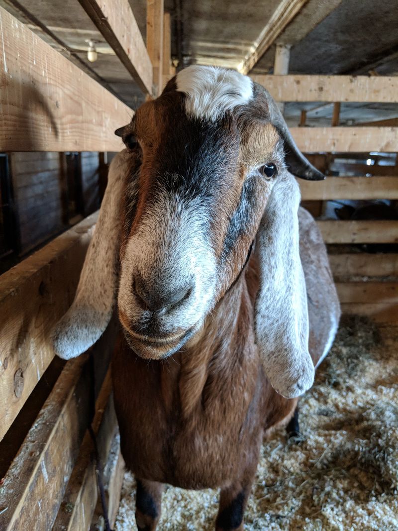 Maple Farm Sanctuary, Mendon
