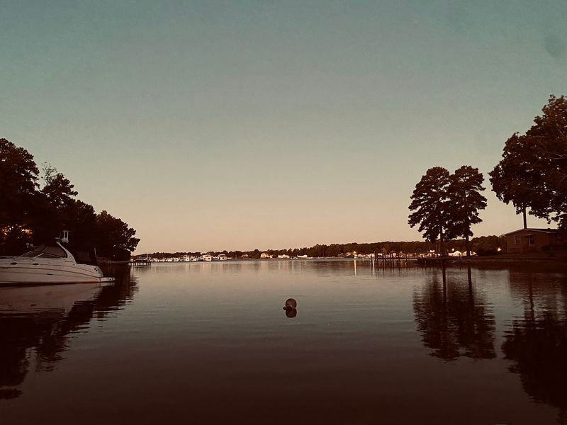 Herons, Osprey, And Sunbathing Turtles