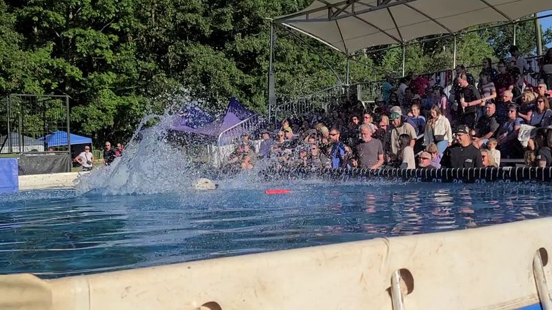 Dogs That Fly Into A Giant Pool