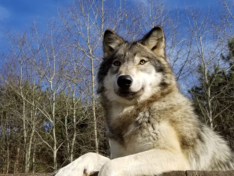 Howl Nights And Other Standout Programs