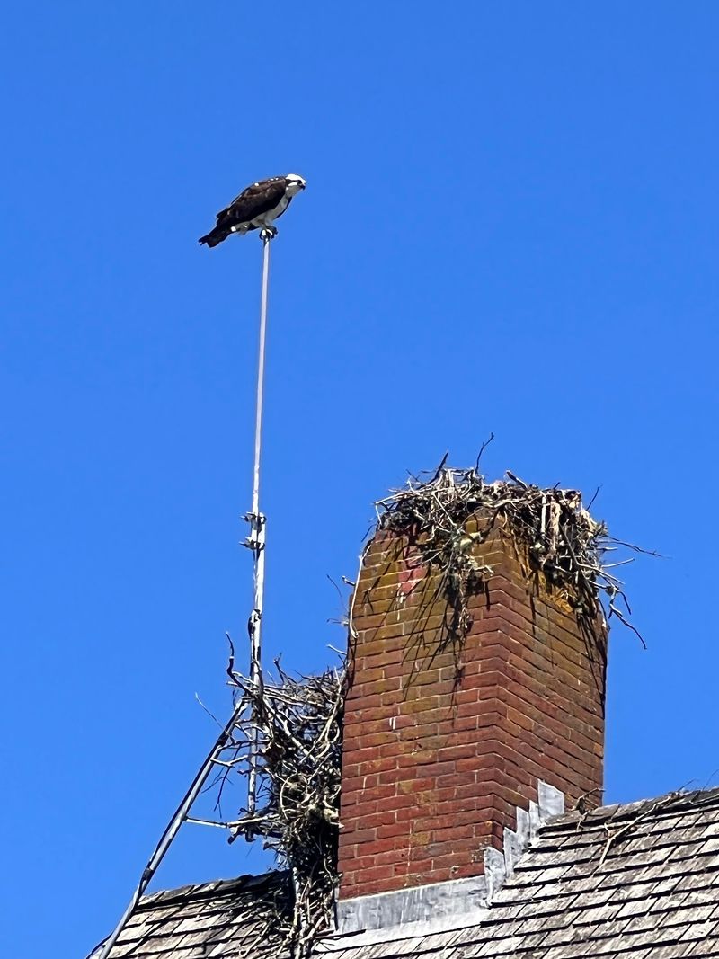 Osprey, Otters And Nesting Shorebirds Share The Sand
