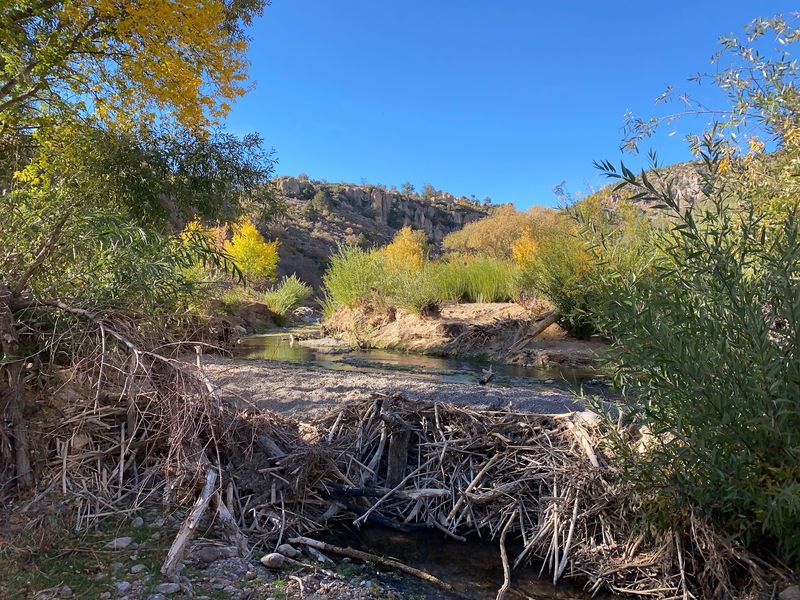 Beavers, Deer, And Other Neighbors