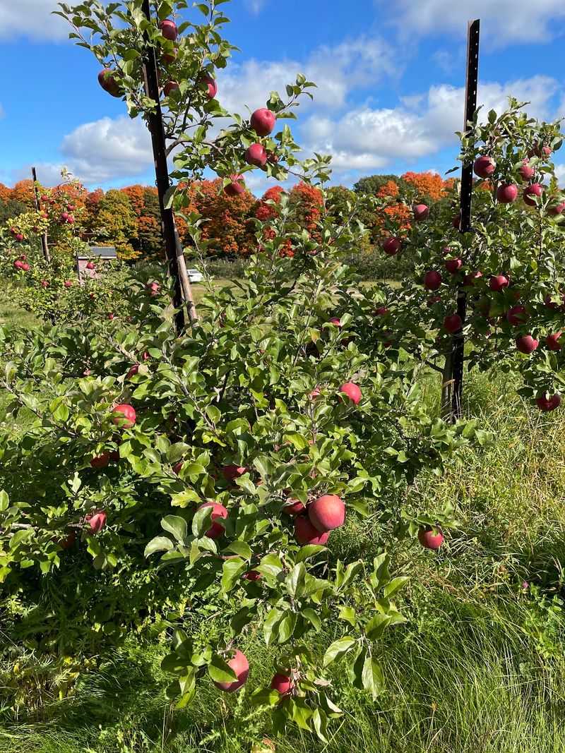 Pick Your Own Apples Across Dozens Of Varieties