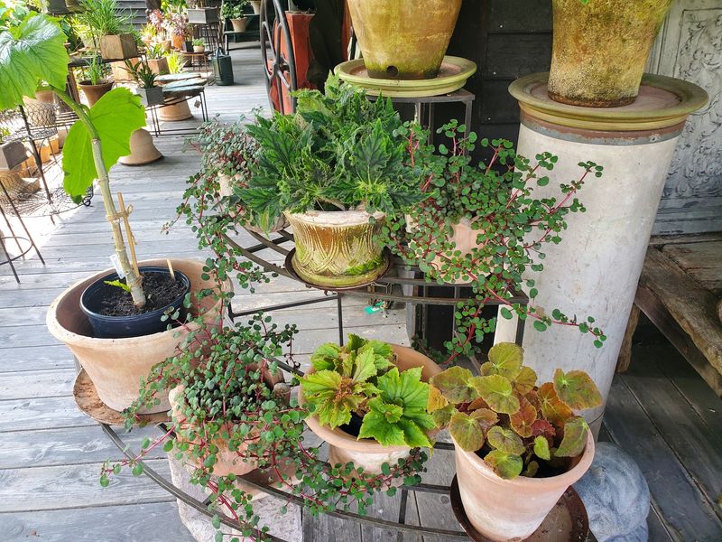 Four Acres Of Gardens Worth Wandering