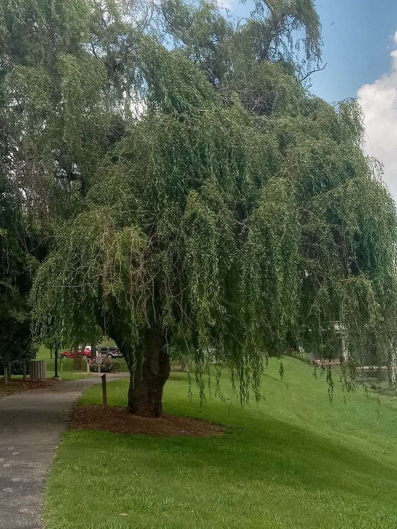 Over 70 Labeled Tree Species To Meet