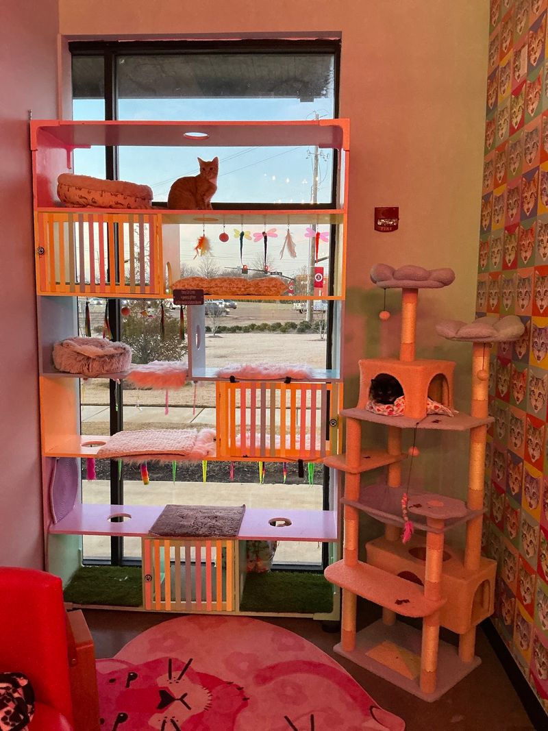 Cat Trees, Tunnels, And A Feline TV