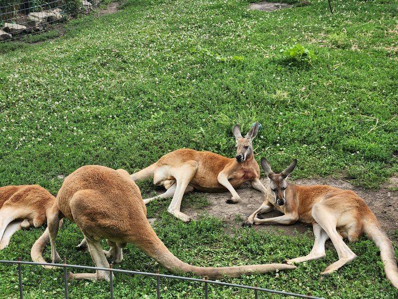 Meeting Red Kangaroos Face To Face