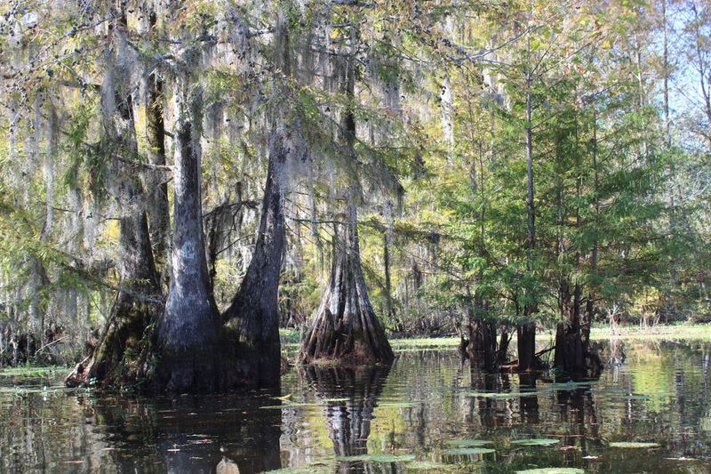 Drowned Forests Beneath The Surface
