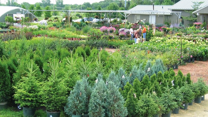 A Nursery Yard Stocked With Trees And Shrubs Built For Cold Winters