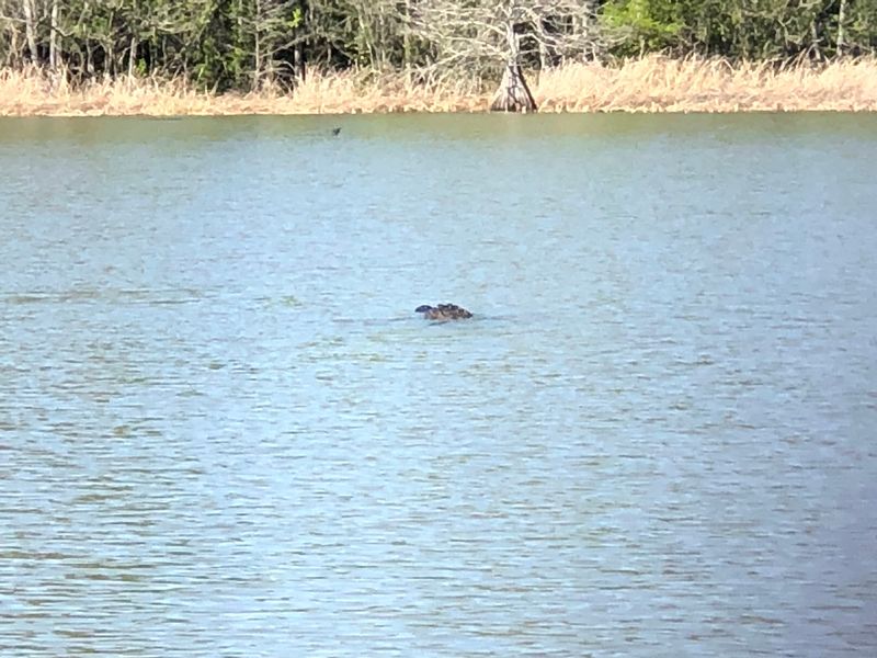 Alligators, Eagles, and Other Locals