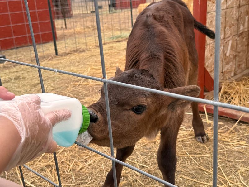 Goats, Capybaras, And A Bunny Barn