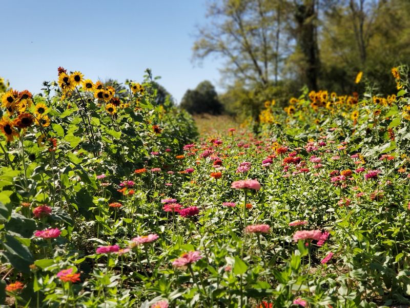 Sunflower and Zinnia Fields You Can Cut From