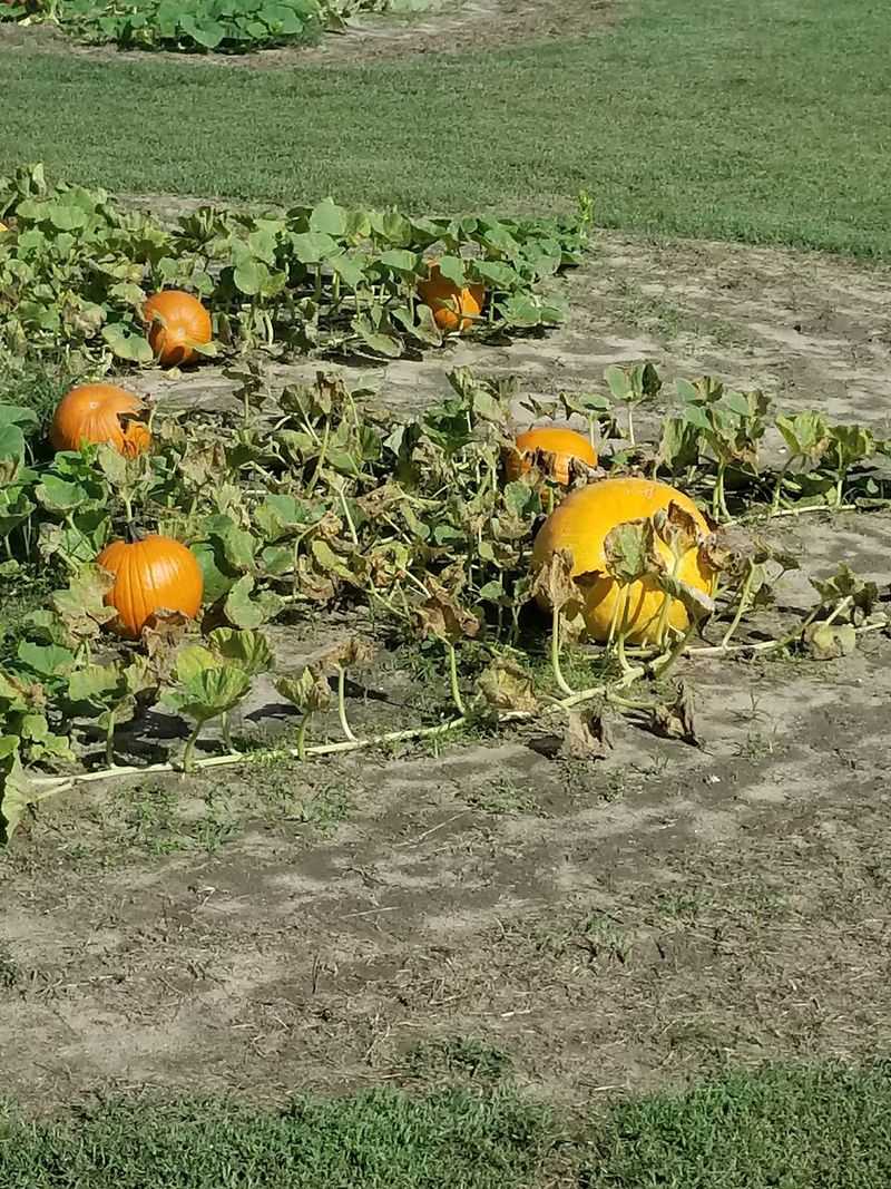 Five Acres Of Pumpkins Come Autumn