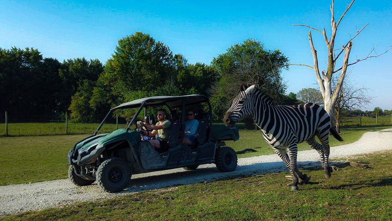 UTV And ATV Off-Road Animal Encounters