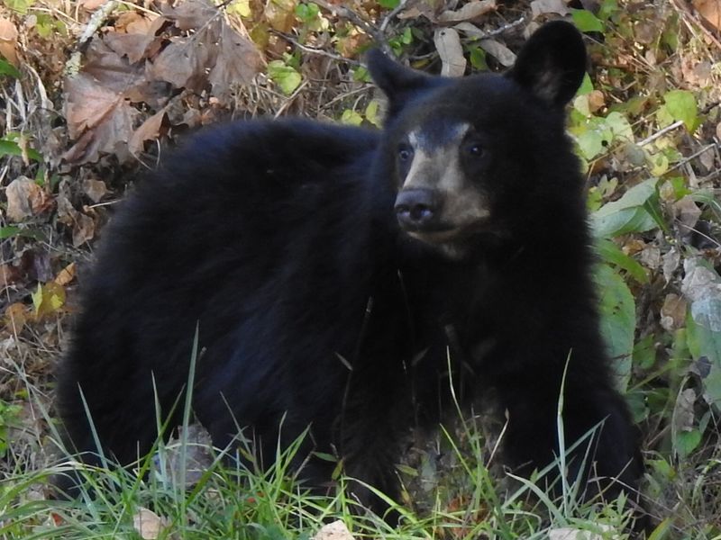 Appalachian Bear Rescue