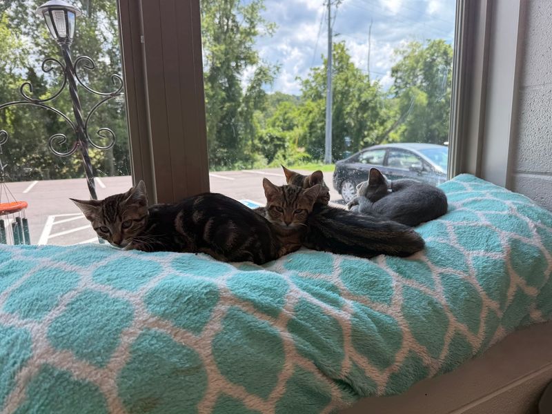 Sevier County Animal Shelter