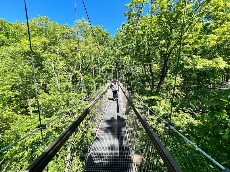 A Treetop Bridge in Lake County