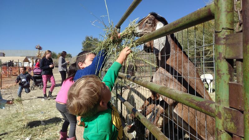 Meet The Farm Animals Up Close