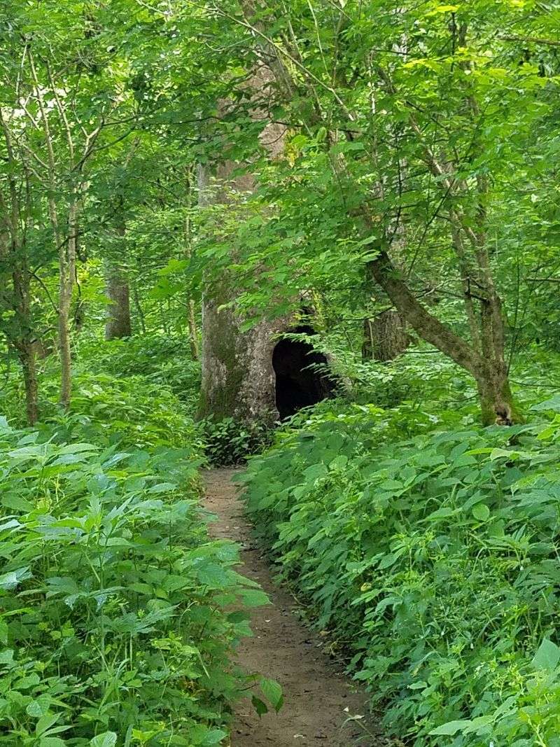 The Nature Trail Below The Bluff