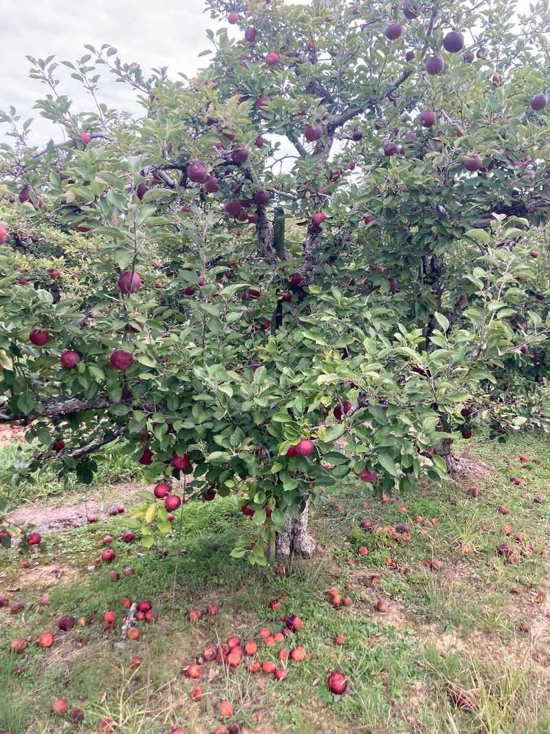 U-Pick Days And Why They Never Land On The Calendar Early