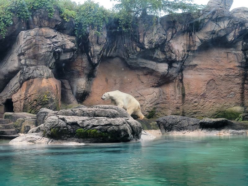 Polar Bears On A Rocky Carolina Coast