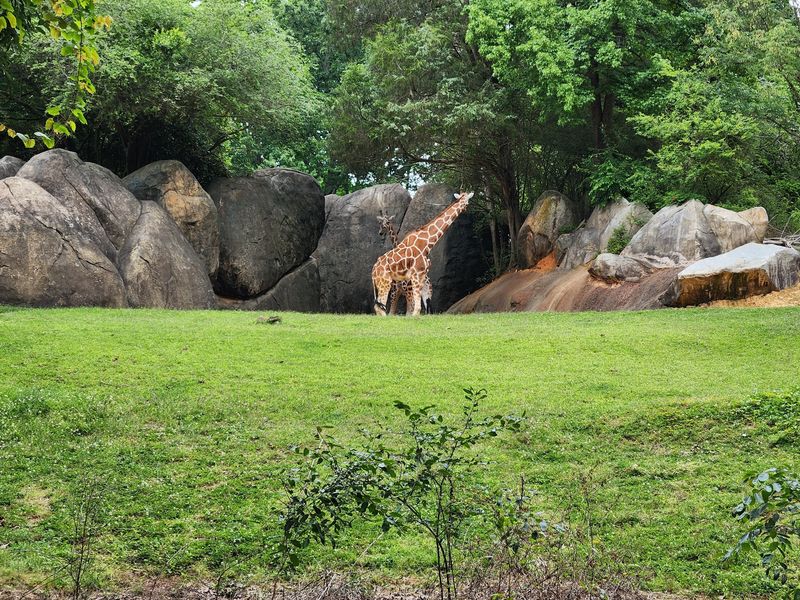Eye-Level Giraffe Feeding At Acacia Station