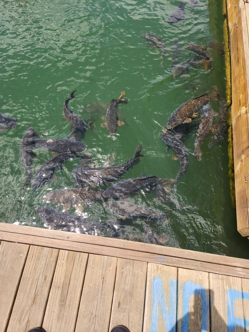Feeding The Big Fish, A Childhood Ritual