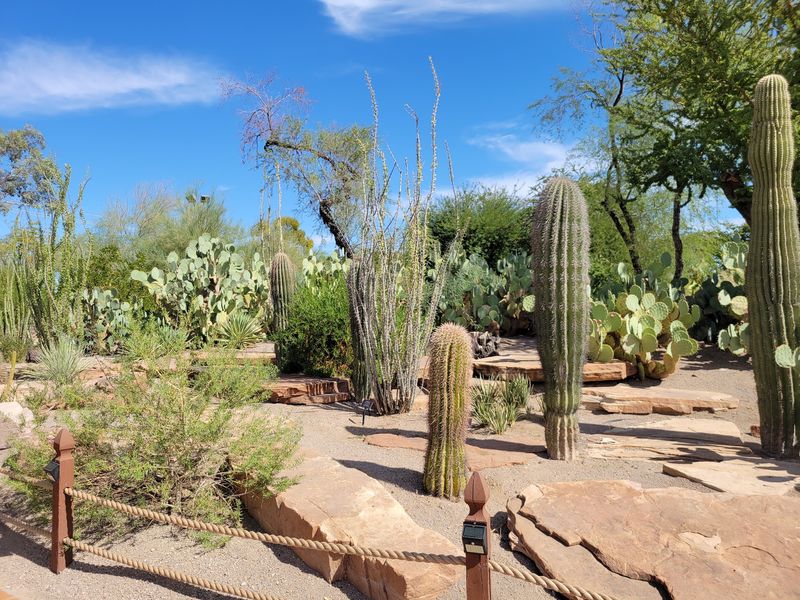 Three Acres Of Cacti, Succulents, And Desert Oddities