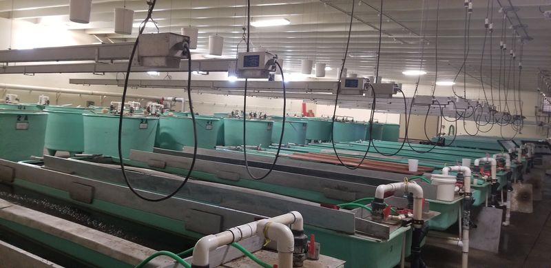 Tours That Bring The Hatchery To Life