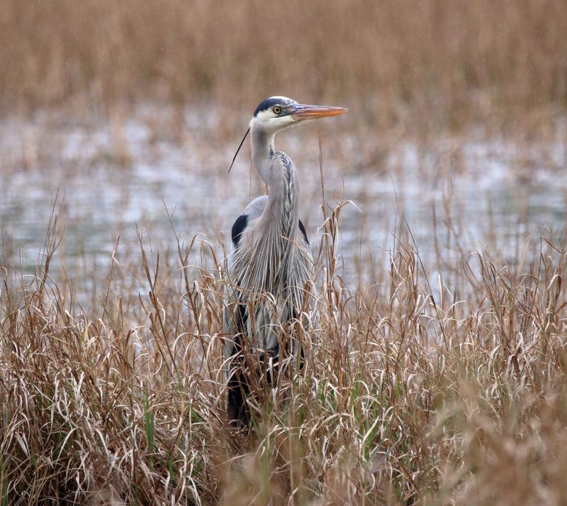 Guided Tours and the Refuge's Wider Cast of Wildlife