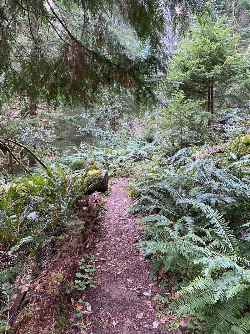 The Trail Through The Spruce Forest