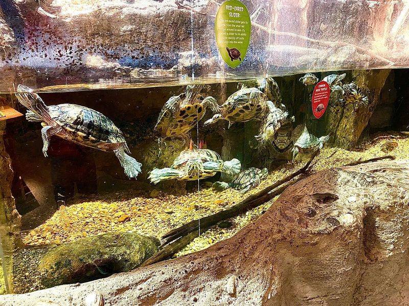 Turtles, Otters And The Great Outdoors Exhibit