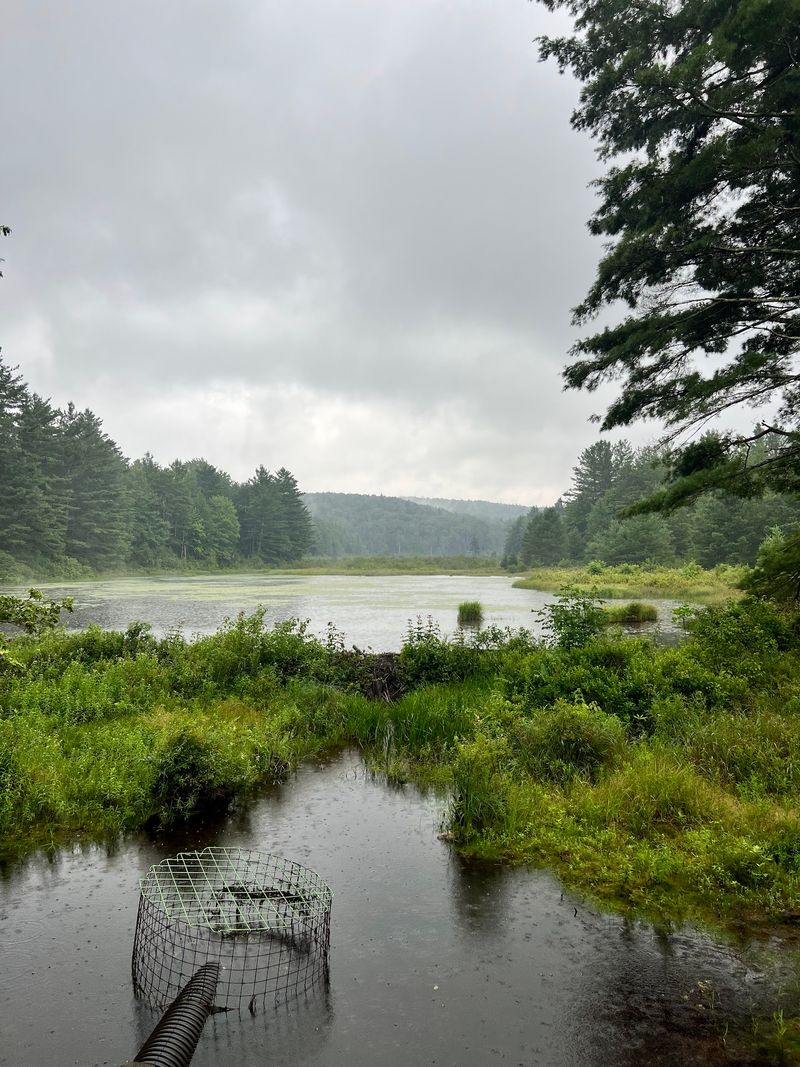 Quiet Ponds And Curious Bogs