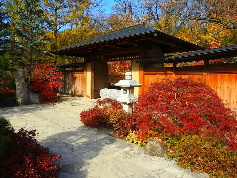 Japanese Maples in Autumn Color