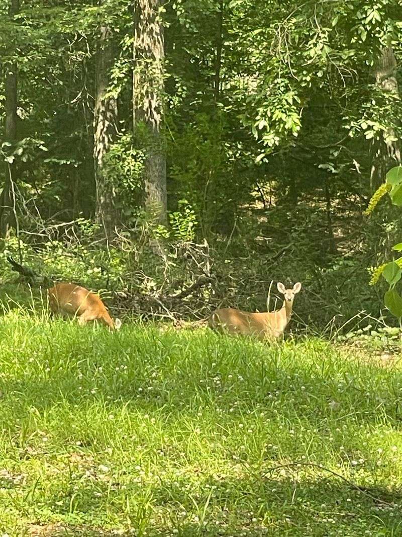 Deer, Otters, Turkeys And Swamp Rabbits