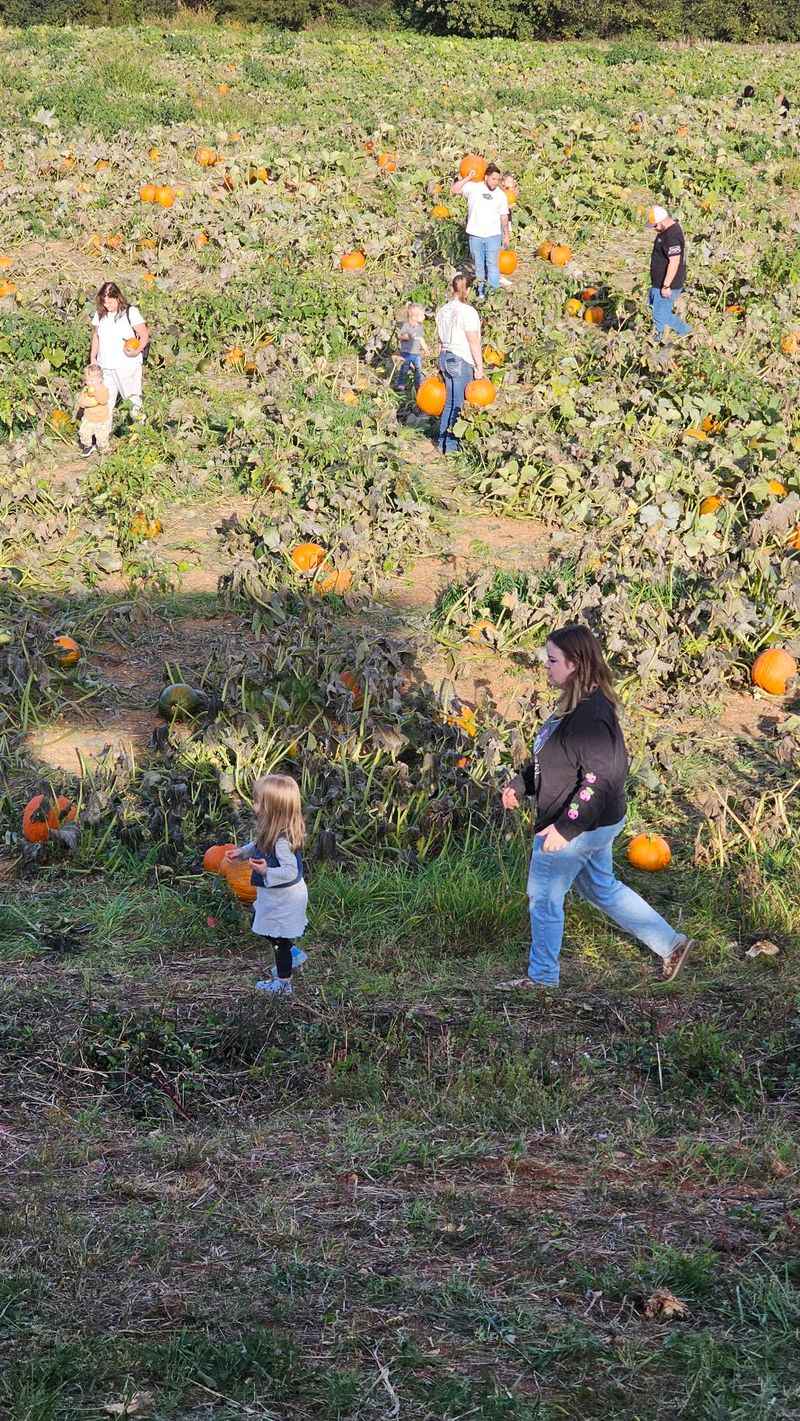 Ballinger Farm Crazy Maze, Jefferson City, TN
